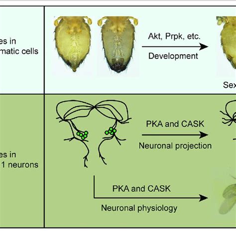 A Summary Of The Functions Of Protein Kinases In Sexual Development Download Scientific