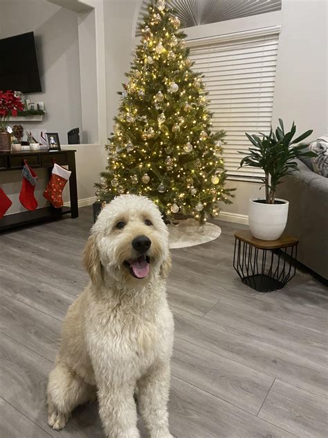 Merry Christmas Xoxo Luca Rgoldendoodles