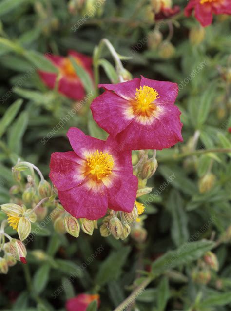 Helianthemum Georgeham Stock Image B5901344 Science Photo Library