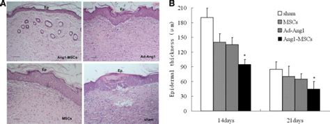 Histological Analysis Of Wound And Epidermal Thickness A