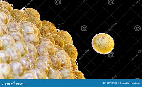 Human fat cells stock illustration. Illustration of biology - 158798987