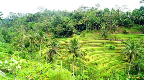 Ubud Ri A Terase Dizajn Ku A U Hrvatskoj