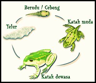 cah kene: Metamorfosis Katak