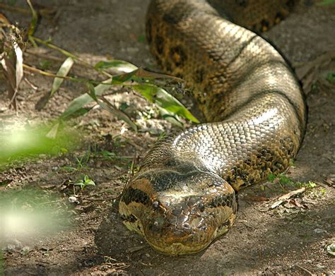 Anaconda | San Diego Zoo Wildlife Explorers