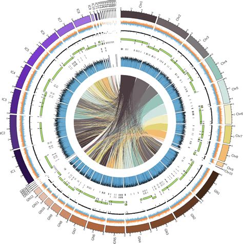 Circos Plot Showing The The Newly Assembled Genomes Of The Three