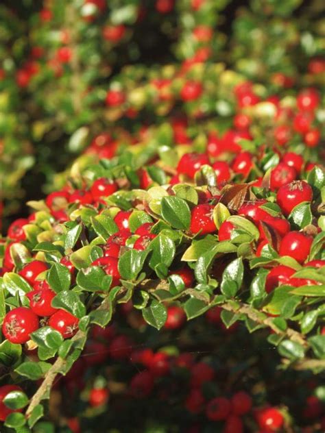 Cotoneaster - planting, pruning, and care for shrub beds and hedges