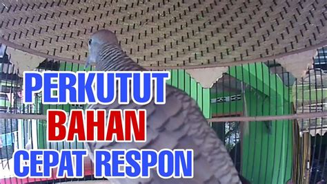 MANJUR Suara Pancingan Perkutut Lokal Ngayer Spesial Buat Perkutut