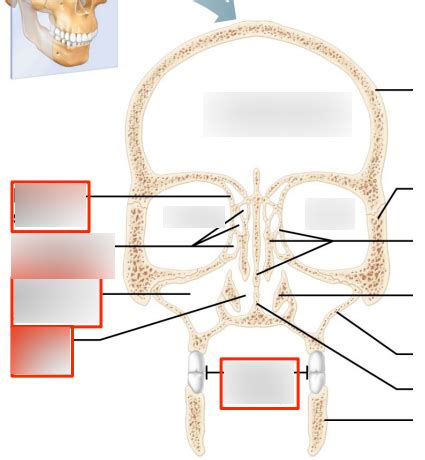 Major Cavities Of Skull Diagram Quizlet