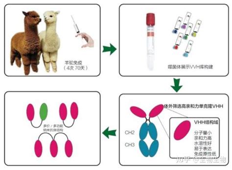 纳米抗体制备流程详解 知乎