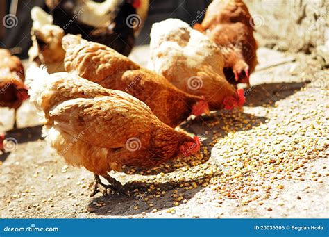 Several Farm Chickens Eating Corn In Countryside Stock Photo Image Of