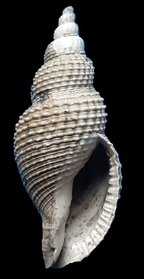 International Fossil Shell Museum Foundation For The Study Of Shells