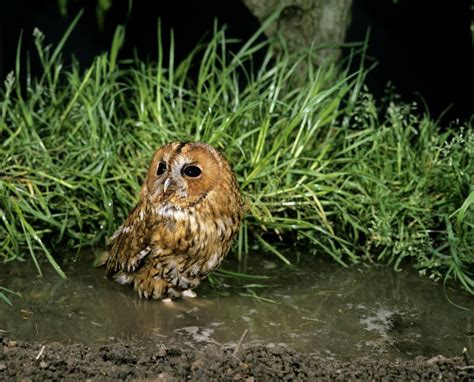 Eurasian Tawny Owl Strix Aluco Adult Standing In Puddle Stock Photo