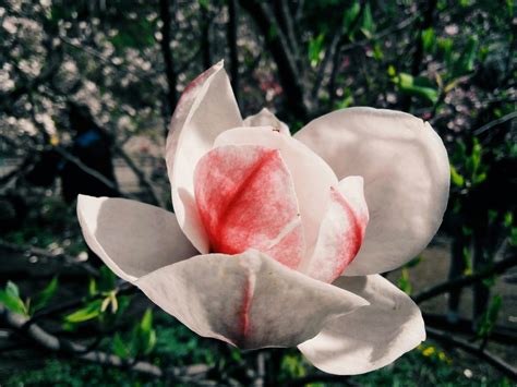 Fleur Magnolia Floraison Le Photo Gratuite Sur Pixabay Pixabay