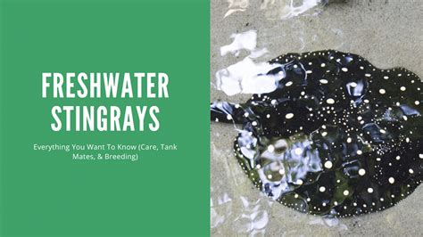 Freshwater Stingray Care Guide (Types, Care, and Environment ...