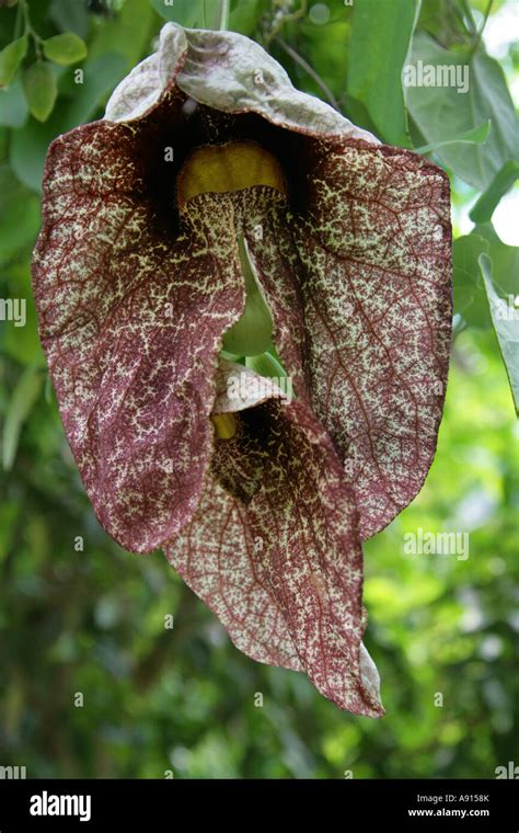 Calico Flower Aristolochia Littoralis Aristolochiaceae Stock Photo