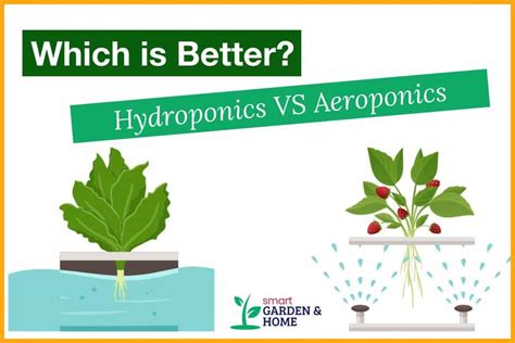 Difference Between Hydroponics And Aeroponics Aeroponics Vs Hydroponics ...