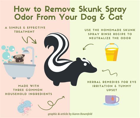 Recipe For Skunk Odor Removal On Dogs | Bryont Blog