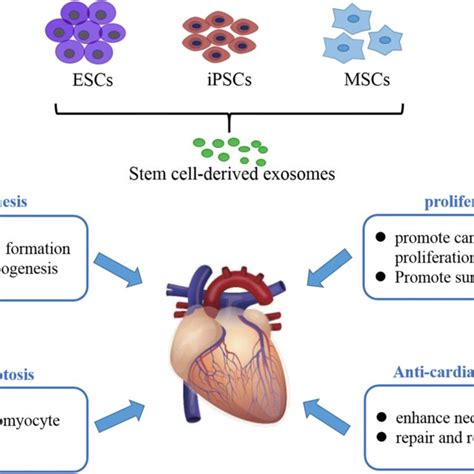 Stem Cell Derived Exosomes Exosomes Derived From Stem Cells Promote Download Scientific