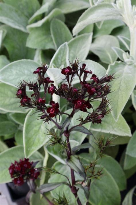 Dianthus Barbatus Nigrescens Bart Nelke H U Ermann Stauden Und