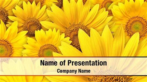 Sunflowers Powerpoint Templates Sunflowers Powerpoint Backgrounds