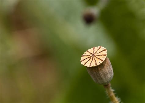 Naked Oriental Poppy Pasadena California The Huntington Flickr