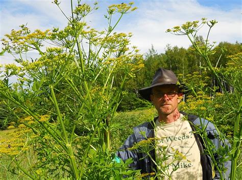 Health Department Warns Wild Parsnip Causes Serious Burns On Skin