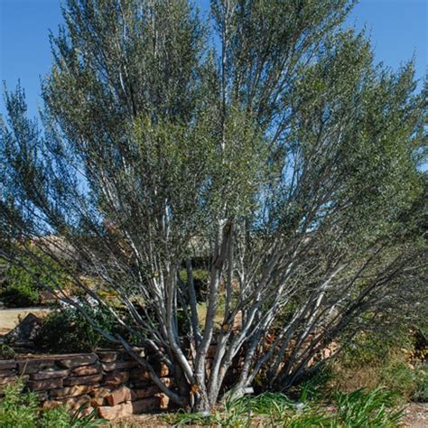 Colorado Springs Utilities Xeriscaping - Curl-leaf Mountain Mahogany