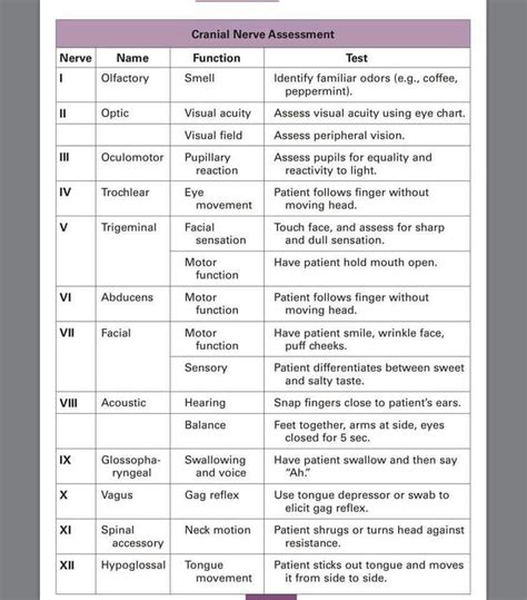 Cranial Nerve Assessment Cheat Sheet Printable Templates Free