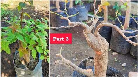 Belajar Membuat Bonsai Bugenvil Dari Stek Batang Part 3 YouTube