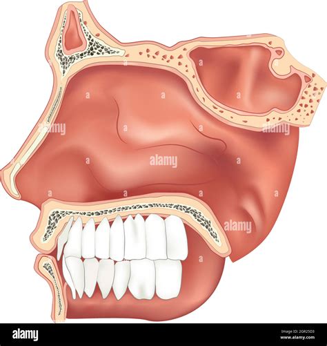 Nasal Passage Stock Vector Images Alamy