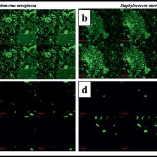 A Clsm Images Of P Aeruginosa Biofilm Formation B Clsm Images Of