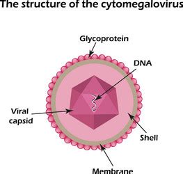 Cytomegalovirus Cmv Structure Close Up Royalty Free Vector