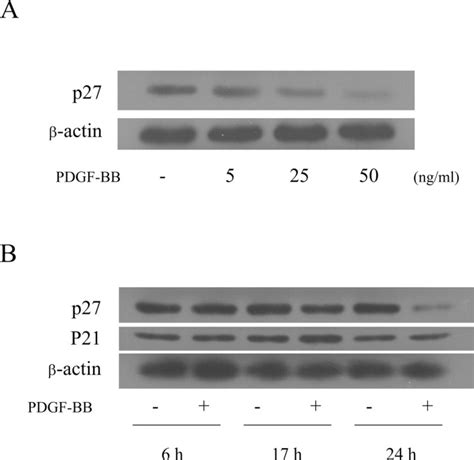 PDGF BB Regulates P27 Expression Through ERK Dependent RNA Turn Over