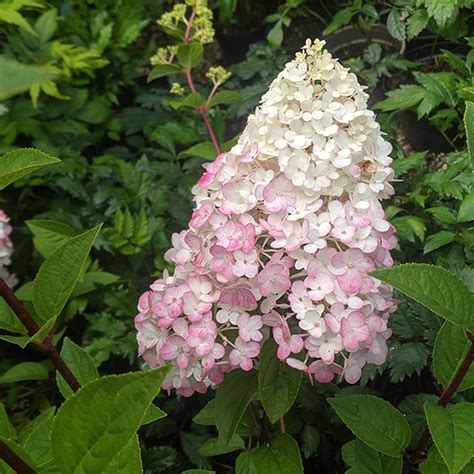 Hydrangea Paniculata Sundae Fraise 5lt