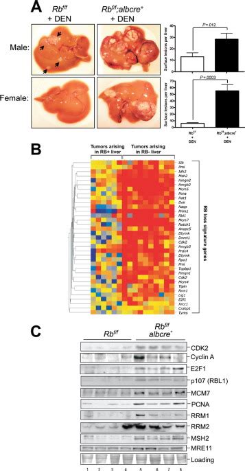 Rb Loss Abrogates Cell Cycle Control And Genome Integrity To Promote