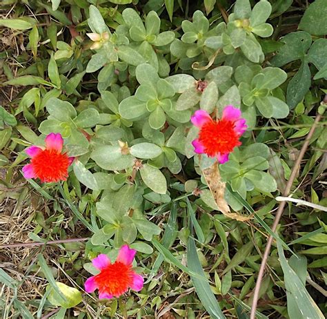 Red Magenta Flowering Double Purslane Cinderella Portulaca Live Plant