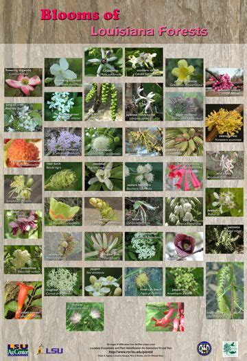 Plants of Louisiana Forests: Poster Series | Plants, Plant ...