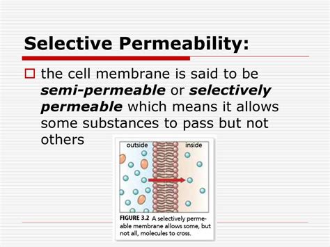 The Cell Membrane Ppt Download