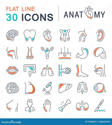 Set of Line Icons of Anatomy and Physiology Stock Illustration ...