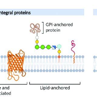 Schematic Representation Of Different Membrane Protein Types