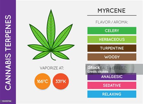 Cannabis Terpene Information Chart Aroma And Flavor With Health