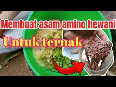 Cara Membuat Asam Amino Hewani Dari Cacing Tanah Untuk Unggas