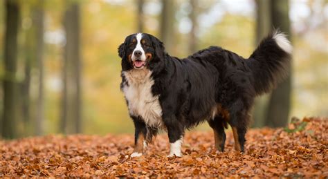 Bernese Mountain Dog Breed | Best Food, Training, Grooming | Bil-Jac