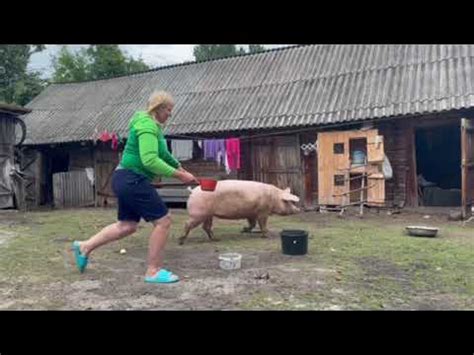 НАША ХРУНЯ 🐷🐽🐖 - YouTube