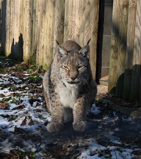 Luchs Weibchen Tiergarten Wels