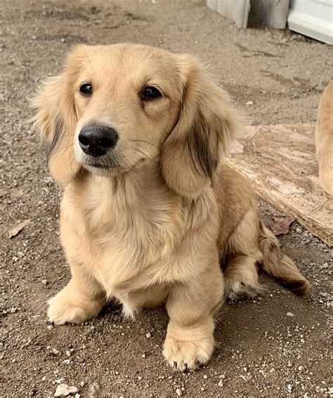 27 Long Haired Cream Dapple Dachshund Picture Bleumoonproductions