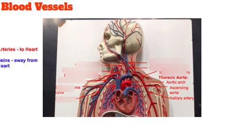 Blood Vessels Diagram Quizlet