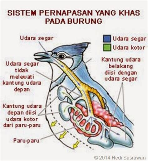 Sistem Pernapasan Pada Hewan Hewan Burung Mamalia