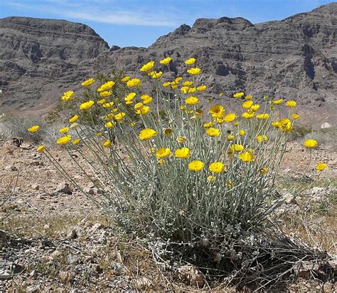 Baileya Multiradiata Desert Marigold Seeds Phoenix Desert Seeds