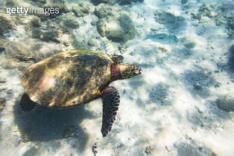 Sea Turtle Swimming In The Ocean Near Coral Reef Hikkaduwa